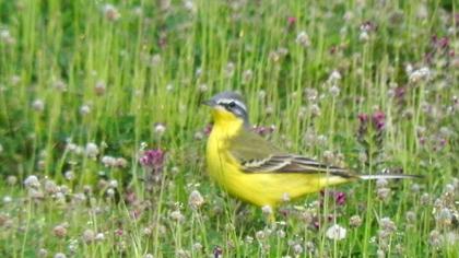 Sarı kuyruksallayan