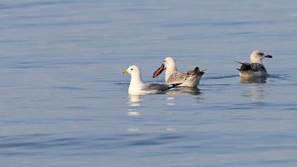 Küçük gümüş martı