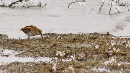 Küçük suçulluğu