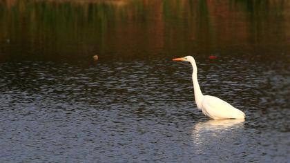 Büyük ak balıkçıl