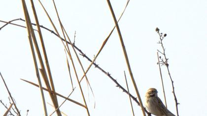 Bataklık Kirazkuşu