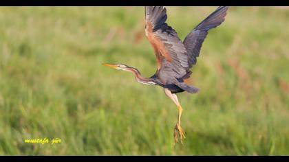 Erguvani balıkçıl