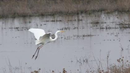 Büyük ak balıkçıl