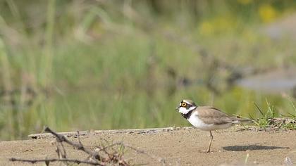 Halkalı küçük cılıbıt