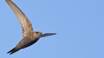 Pallid Swift