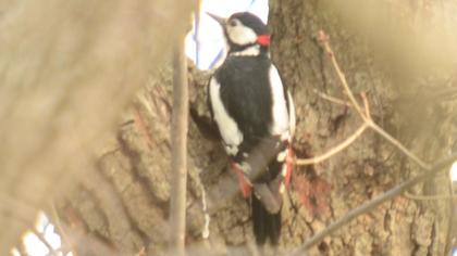 Orman alaca ağaçkakanı