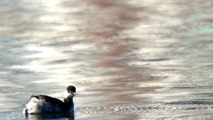 Karaboyunlu batağan