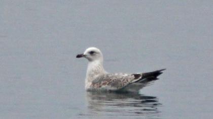 Küçük gümüş martı