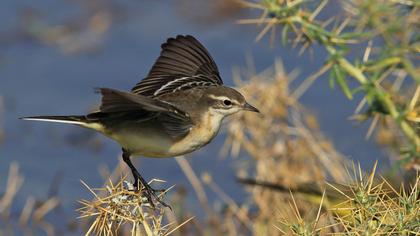 Sarı kuyruksallayan