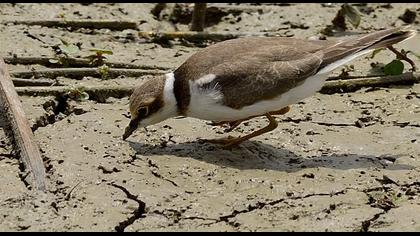 Halkalı küçük cılıbıt