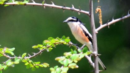 Maskeli örümcekkuşu