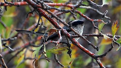 Uzunkuyruklu baştankara