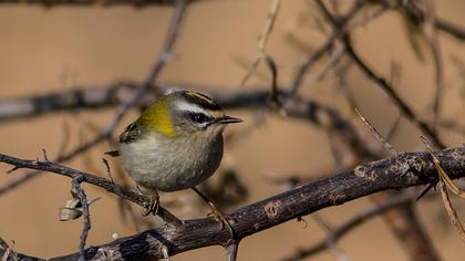 Sürmeli çalıkuşu