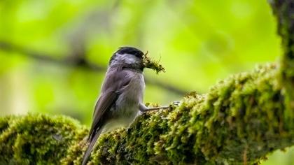 Kayın baştankarası