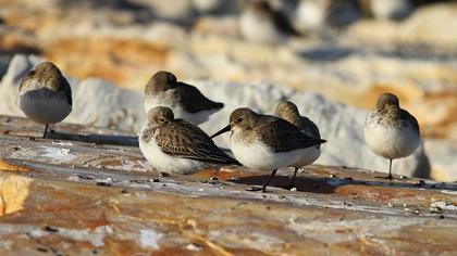 Karakarınlı kumkuşu