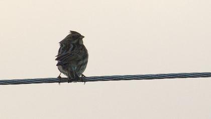 Bataklık Kirazkuşu