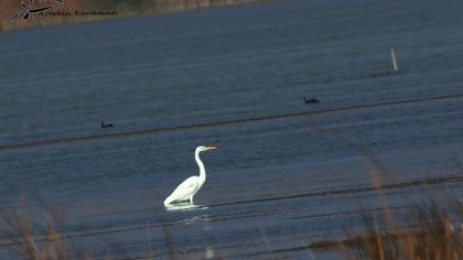 Büyük ak balıkçıl