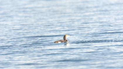 Karagerdanlı dalgıç