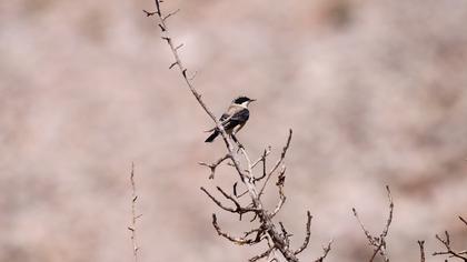 Karakulaklı kuyrukkakan