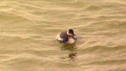 Karaboyunlu batağan