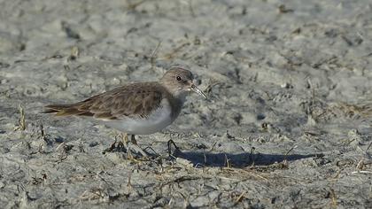 Sarıbacaklı kumkuşu