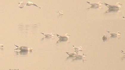 Küçük gümüş martı