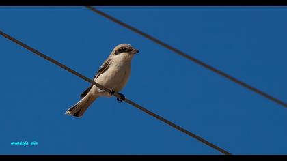 Karaalınlı örümcekkuşu