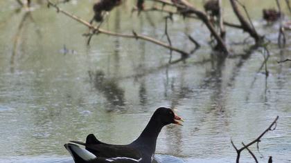 Common Moorhen