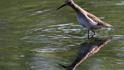 Orman düdükçünü