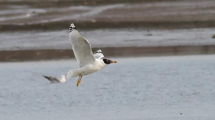 Büyük karabaş martı