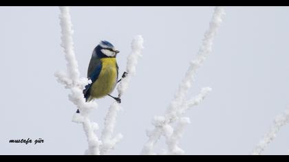 Eurasian Blue Tit