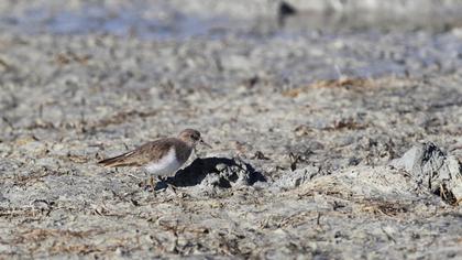 Sarıbacaklı kumkuşu