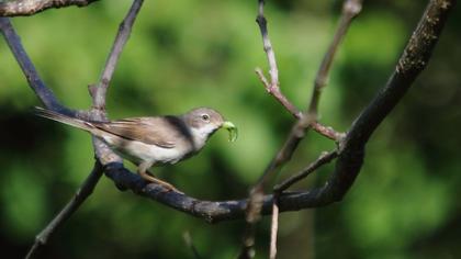 Akgerdanlı ötleğen