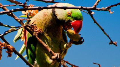 İskender papağanı