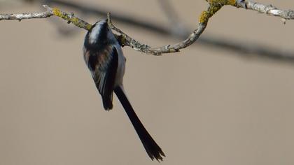 Uzunkuyruklu baştankara