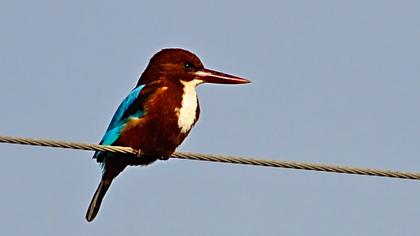 İzmir yalıçapkını