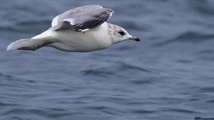 Küçük gümüş martı