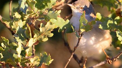 Akgerdanlı ötleğen