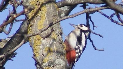 Orman alaca ağaçkakanı