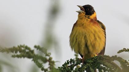 Karabaşlı kirazkuşu