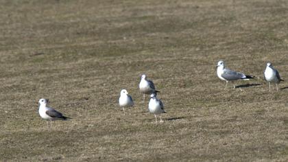 Küçük gümüş martı