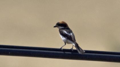 Kızılbaşlı örümcekkuşu