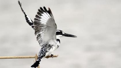 Alaca yalıçapkını