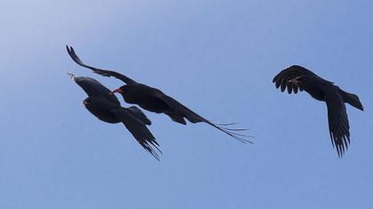 Kırmızıgagalı dağ kargası