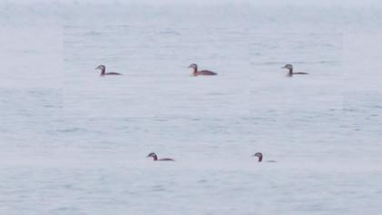 Kızılboyunlu batağan