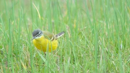 Sarı kuyruksallayan