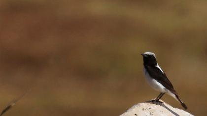 Aksırtlı kuyrukkakan