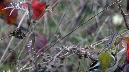 Sürmeli çalıkuşu