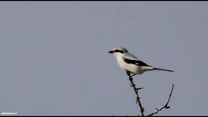Büyük örümcekkuşu