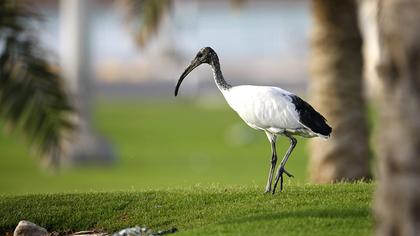 African Sacred Ibis